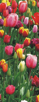 Dekobanner "Tulpenfeld", 75 x 180 cm