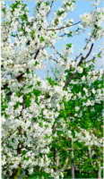 April